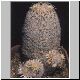 Mammillaria_magallanii.jpg