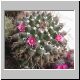 Mammillaria_magnimamma1.jpg