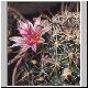 Mammillaria_mainiae.jpg