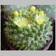 Mammillaria_marksiana.jpg