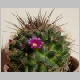 Mammillaria_maycobensis.jpg