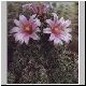 Mammillaria_mazatlanensis.jpg