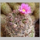 Mammillaria_mediorosei.jpg