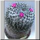 Mammillaria_mendeliana.jpg