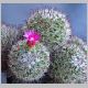 Mammillaria_meyranii.jpg