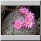 Mammillaria_miegiana.jpg