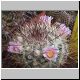 Mammillaria_moelleriana1.jpg