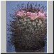 Mammillaria_moelleriana.jpg